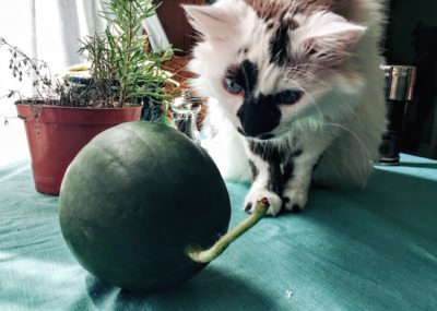 Coco And The Watermelon