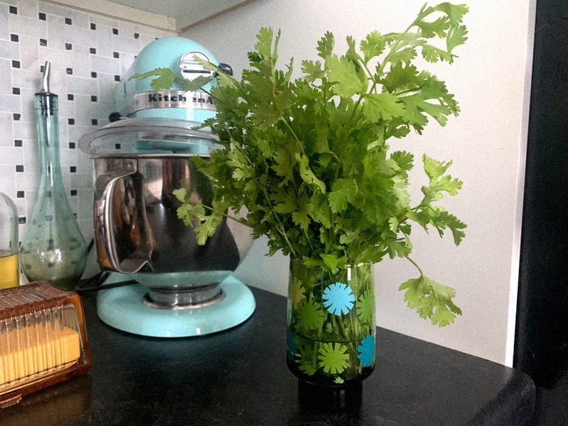 In a green drinking glass decorated with green and blue starbursts is a bouquet of cilantro. It sits in front of an eggshell blue stand-mixer, an empty olive oil dispenser, and a pink butter tray. Everything is on a black countertop with a black and white tiled backsplash.