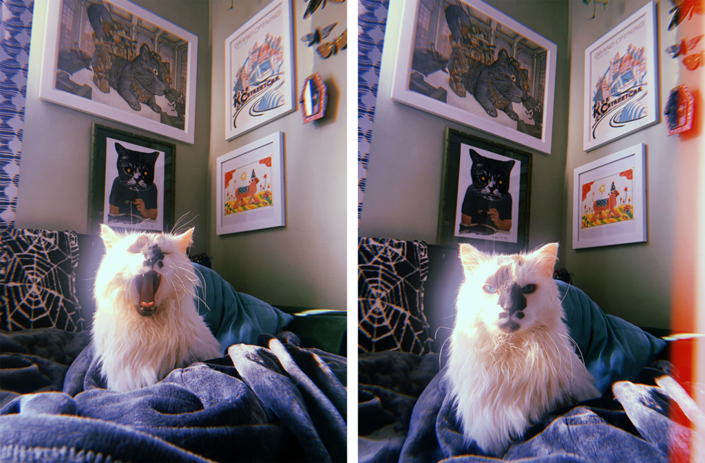 Two photos, side-by-side, of a fluffy white cat with a spotted face and blue eyes sitting on a couch.