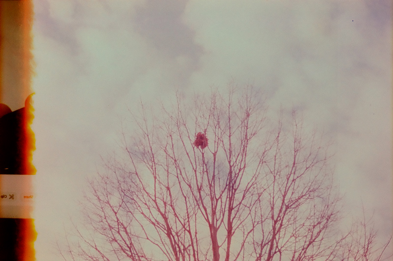 two images overlaid: one is the very edge of a screenshot— a photo of a computer screen— fading into a firey, neony red. the other is a pastel sky mottled with clouds and a dead tree with a single clump of leaves held in its branches. thanks to the emulsion from the film, the tree looks hot pink, magenta.