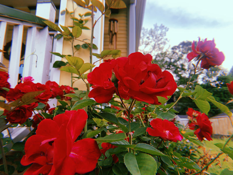 Lush red roses growing against a yellow house