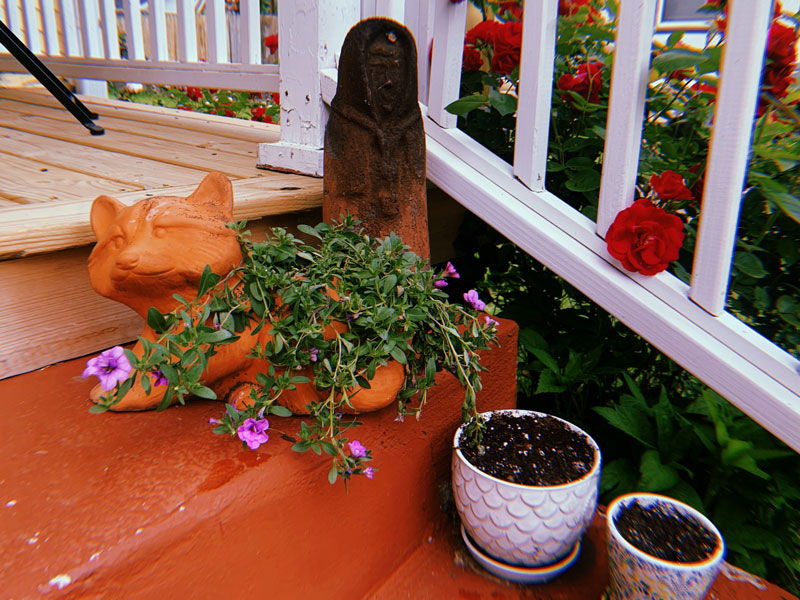 Potted plants on the terra cotta-colored steps of a porch: magenta-purple petunias growing in a pot shaped like a racoon, two white ceramic pots filled with soil and dotted with a few tiny seedlings, and a weathered terra cotta sculpture of a shrouded figure.