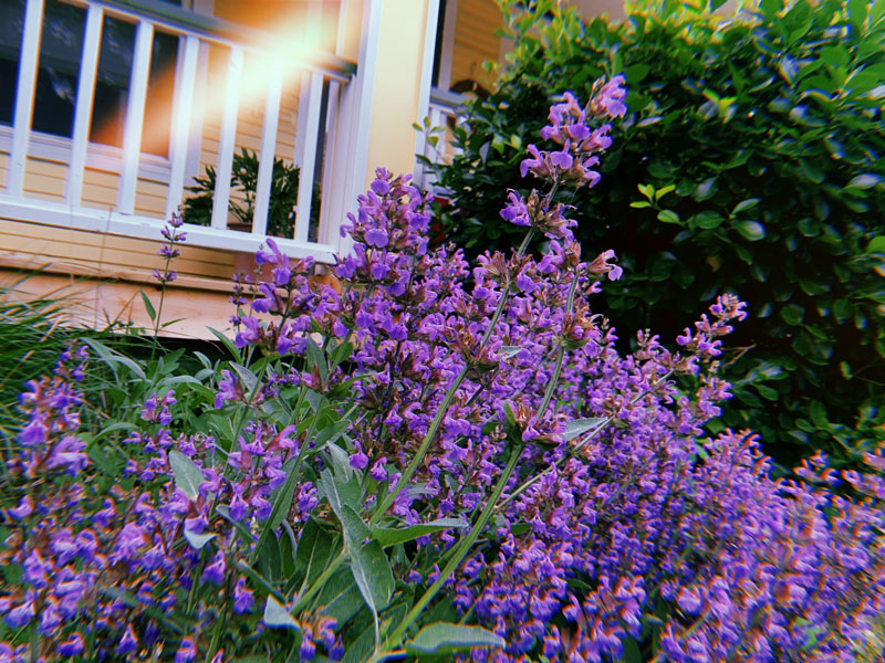Tall purple sage blossoms growing againsta  fence rail