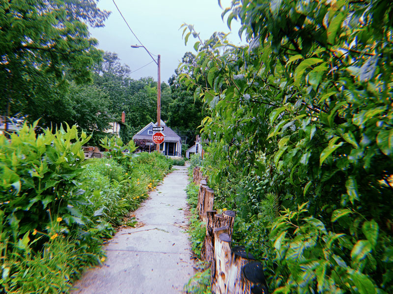 The view down a sidewalk on a rainy day. Both sides of the sidewalk are surrounded by lush green plants growing thick and wild.