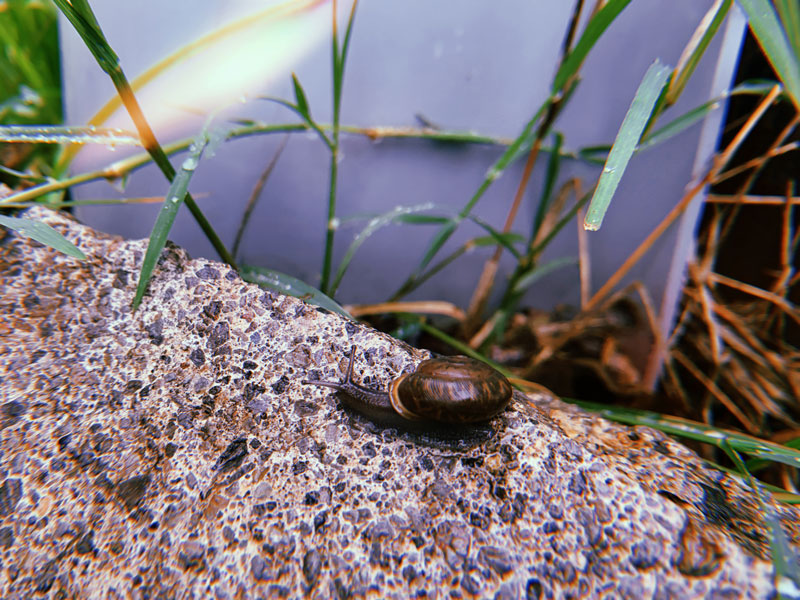 A snapshot of a snail trekking along the edge of a sidewalk. Blades of grass reach over to touch the sidewalk, dotted with dew.