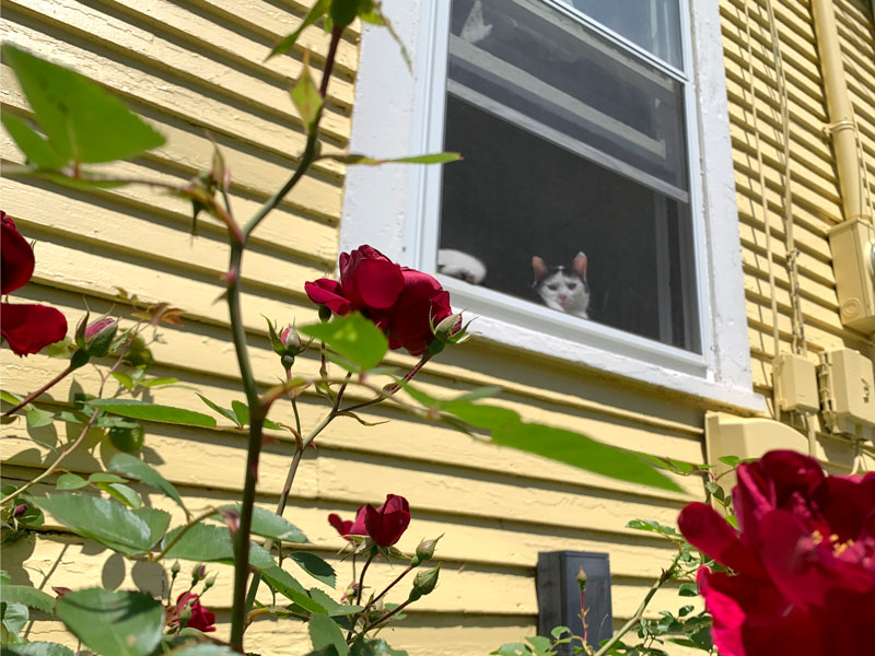 Red roses growing against a butter yellow house. Through the roses, you can see a window where a white and black cat sits on the windowsill.